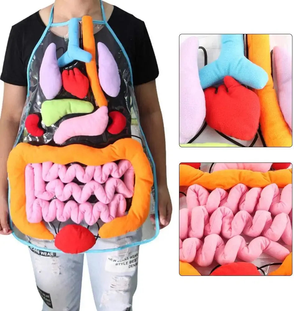 Anatomy Apron – Interactive Learning Toy for the Human Body My Store