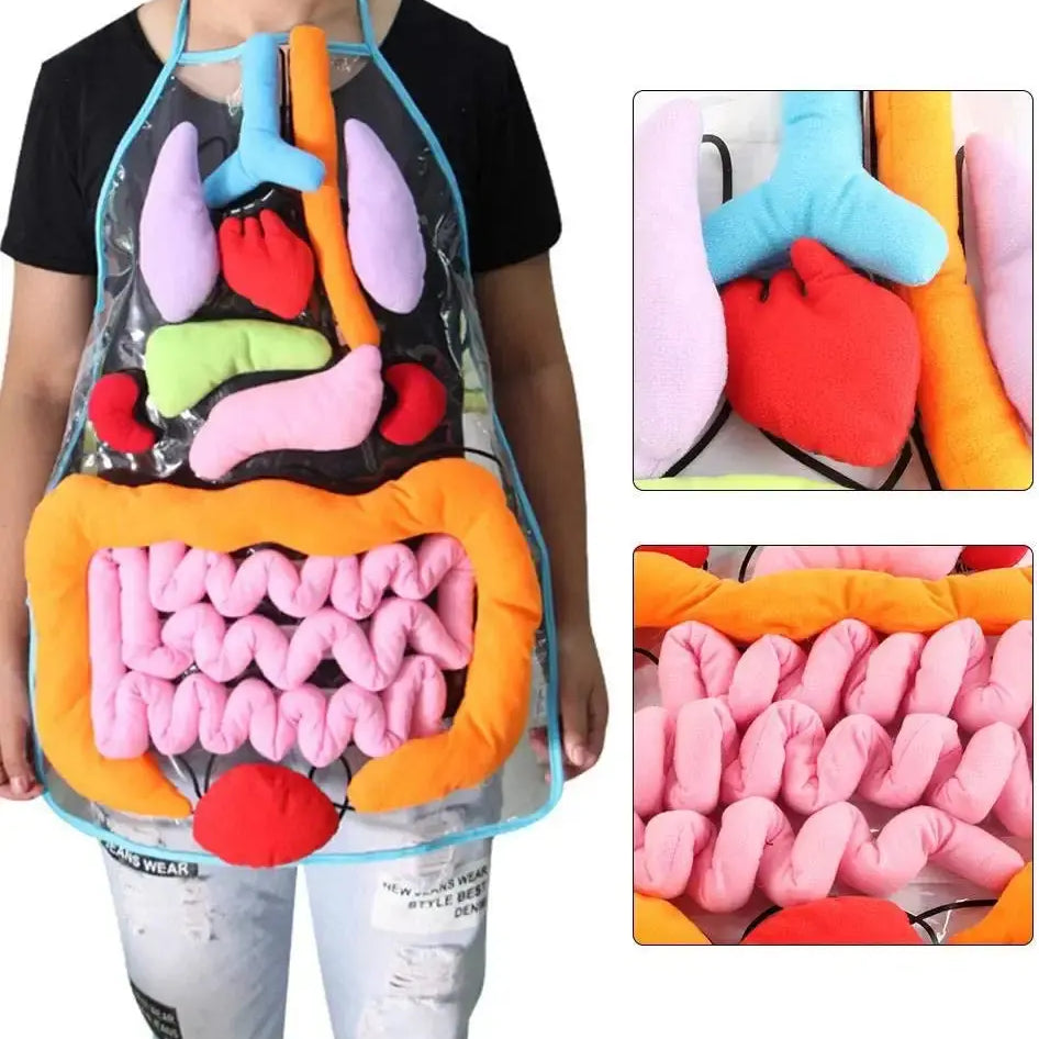 Anatomy Apron – Interactive Learning Toy for the Human Body My Store