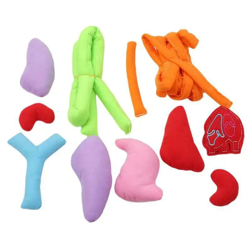 Anatomy Apron – Interactive Learning Toy for the Human Body My Store