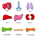 Anatomy Apron – Interactive Learning Toy for the Human Body My Store
