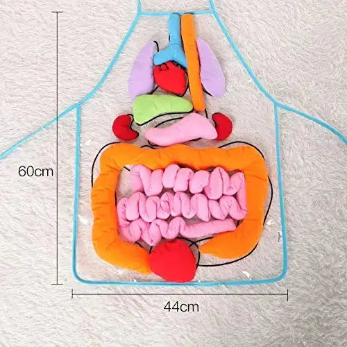 Anatomy Apron – Interactive Learning Toy for the Human Body My Store