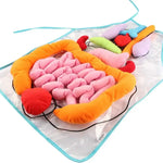 Anatomy Apron – Interactive Learning Toy for the Human Body My Store
