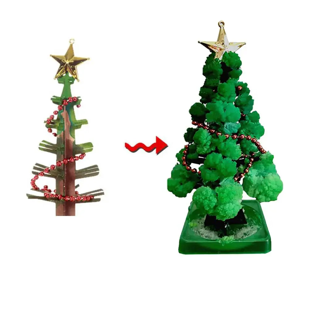 Mini Christmas Tree Growing Kit – Grow Your Own Tree! My Store